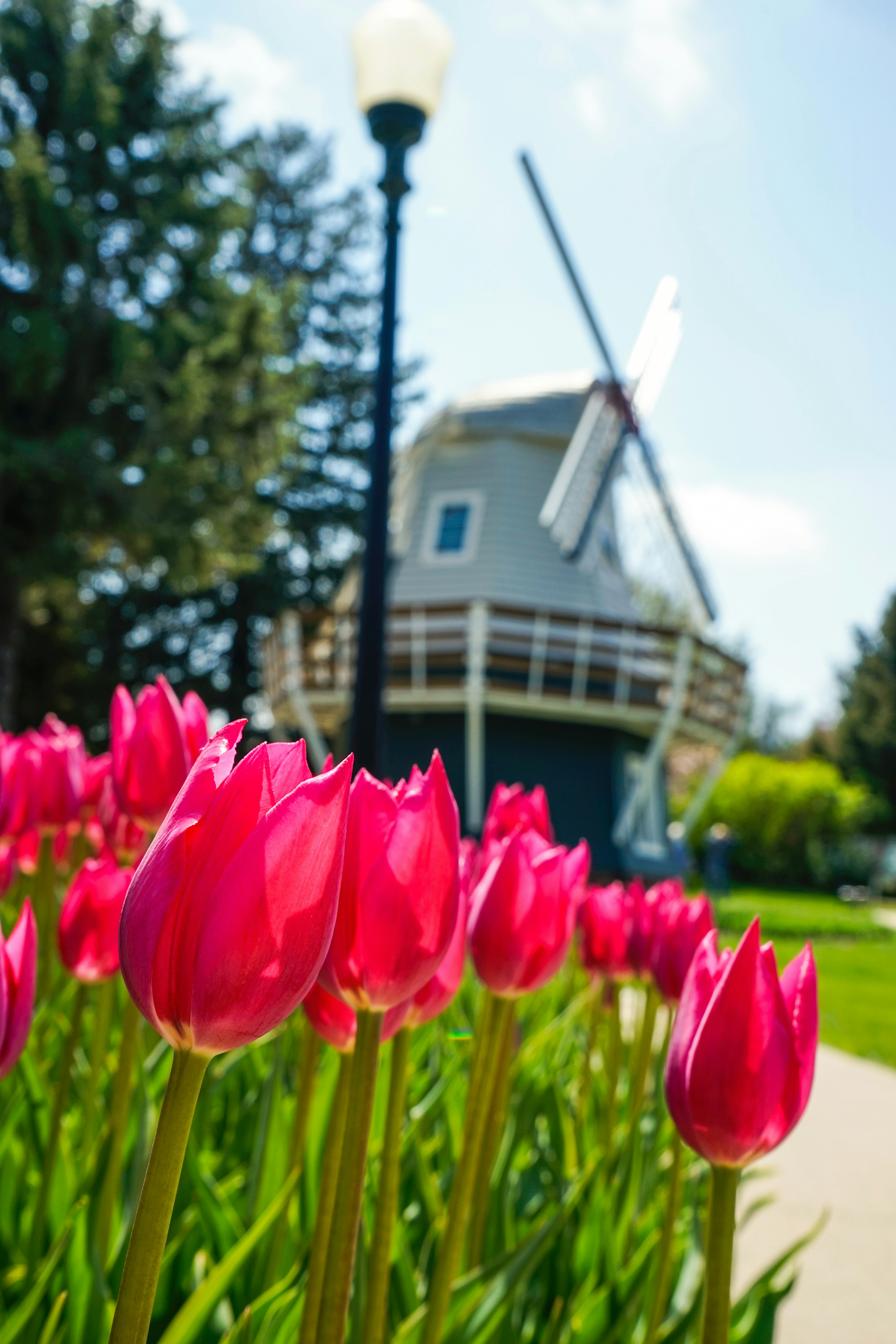 red tulips in bloom during daytime